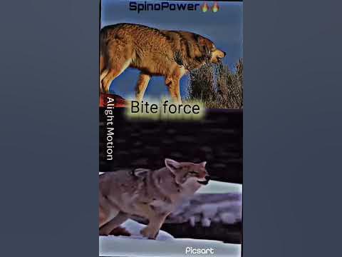 Coyote vs gray wolf | who will win? #edit #shorts #wolf #coyote - YouTube