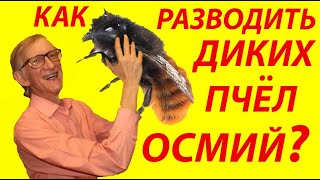 Как Разводить Диких Пчел Осмий? Вскрываем Жилища, Трубки Осмий. Osmia rufa, Osmia cornuta.