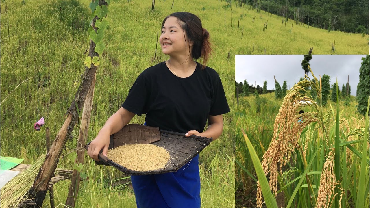 paddy field แปลว่า  2022 New  Harvesting Paddy Field || Traditional way Rice Field Harvest