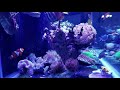 My reef aquarium, 6 months. January 2019.
