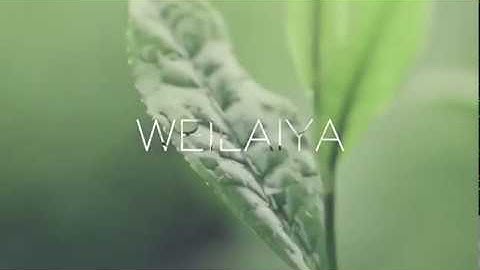 Bộ dầu gội - xả gừng trắng Weilaiya