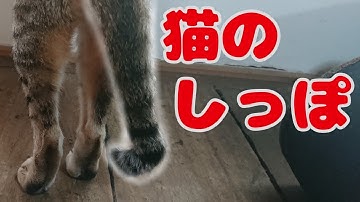 ネコのしっぽ Youtube