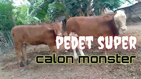 Pedet limousin dan simmental super calon monster