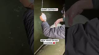 VIDEO DISPONIBLE SUR MA CHAINE ‼️ #peche #fishing #silure #catfish