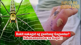 Kapuso Mo, Jessica Soho, January 21, 2024 Delikado ba talaga ang kagat ng Gagamba?