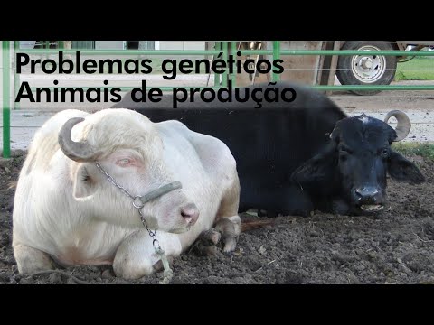 Vídeo: Quais animais apresentam coloração enigmática?