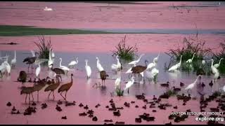 Mississippi River Flyway Cam, explore.org, August 11, 2021