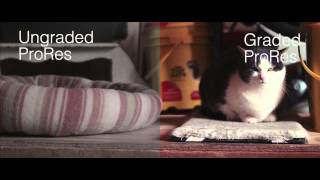 Pro Res - Graded vs Ungraded - Blackmagic Pocket Cinema Camera