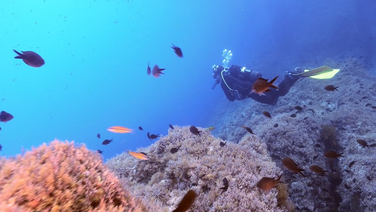 Scuba Diving in the Maltese Islands by Manuel Bustelo