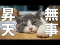 子猫が甘えて昇天する様子がこちらです