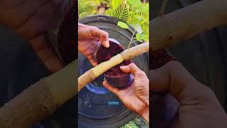 Easy techniques for cultivating Vitex trifolia plants. #cultivationtechniques