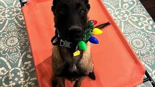 Daily Owner Updates w/ CanineTrainer Gray by Off Leash K9 Training - Lexington 107 views 3 months ago 8 minutes, 29 seconds