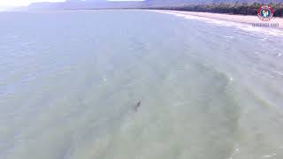 Crocodile Sighting - Port Douglas 16 July 2019