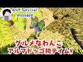 【ARK:Survival Ascended】 ペット枠?アルマドッゴを初テイム!ジェネシス1は無事に実装されるかな? #254