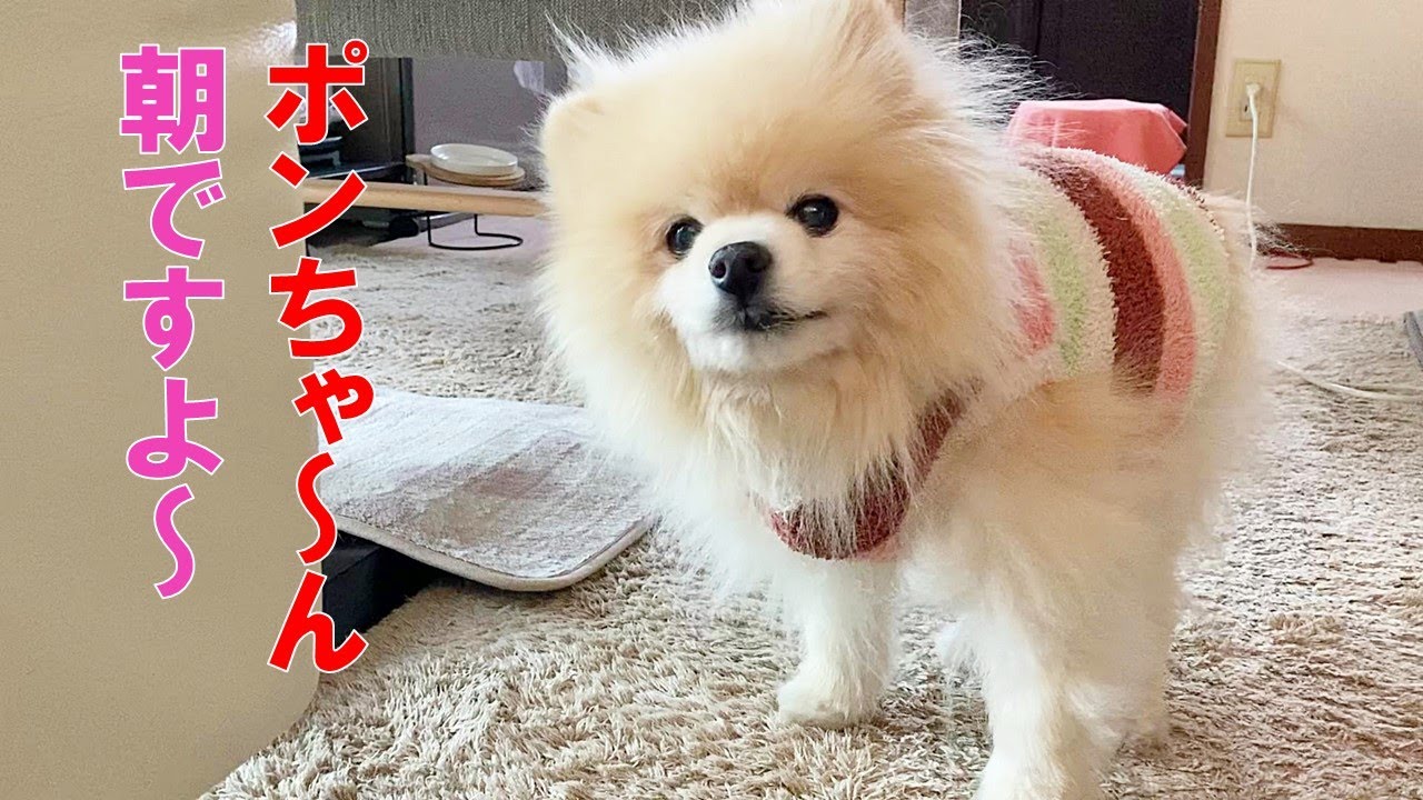 朝ですよ！目覚めよ15歳のポメラニアン！ - YouTube