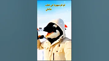 اغنية تم تم سهورة في قطب شاملي مستر بیست اغنية تم تم سهورة كابتشينو 