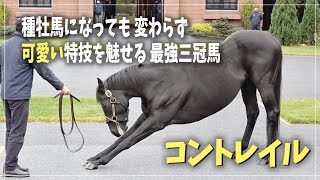 【コントレイル】伸びポーズがとても可愛いクラシック三冠馬