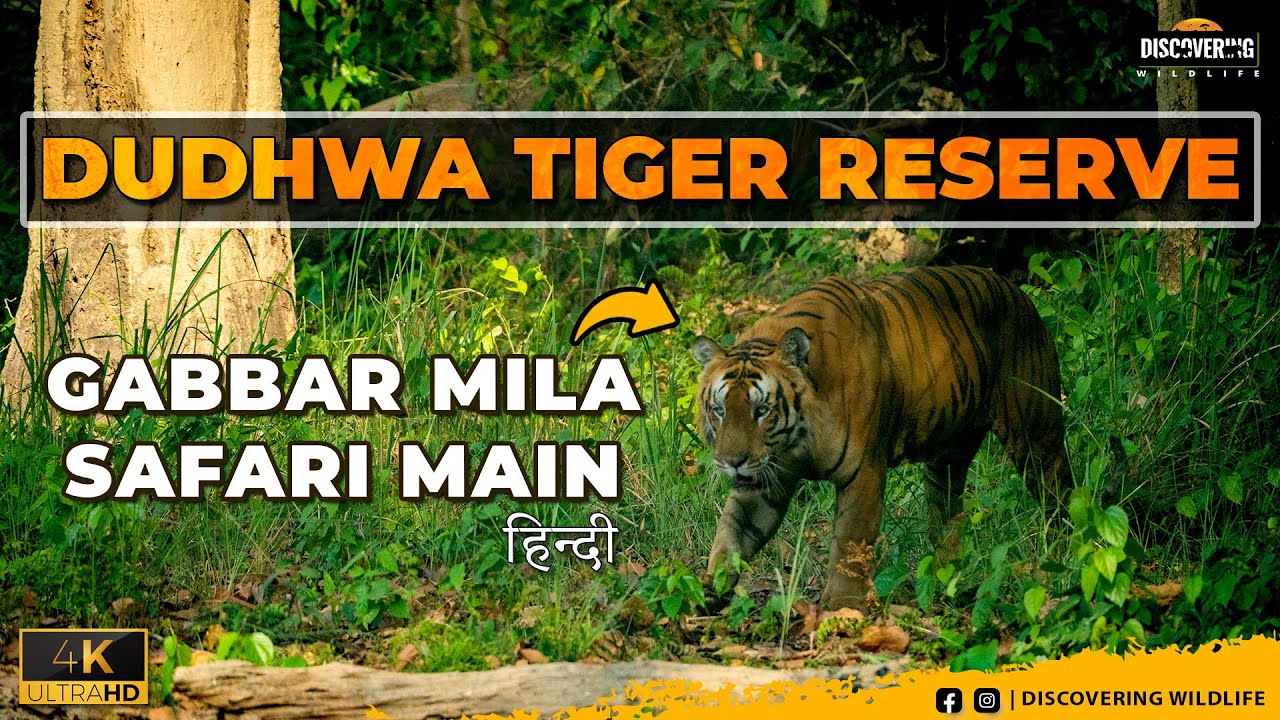 GABBAR MILA SAFARI MAIN I DUDHWA TIGER RESERVE I HATHI PICHE BHAAGE GYPSY KE I TIGER SIGHTING