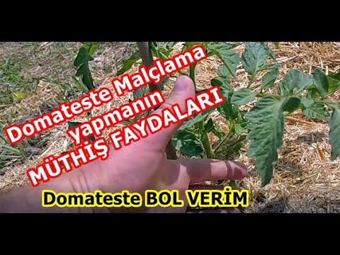 Video: Canlandırıcı Bahçe Malç - Geçen Yılın Malç ile Ne Yapmalı