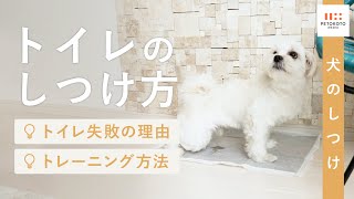 犬のトイレトレーニング 子犬から成犬まではみ出す場合など失敗しないしつけ方をドッグトレーナーが解説 4ヶ月 6ヶ月 8ヶ月 犬のしつけ トイレシート Youtube
