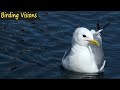 Kittiwakes - wild coastal Norway