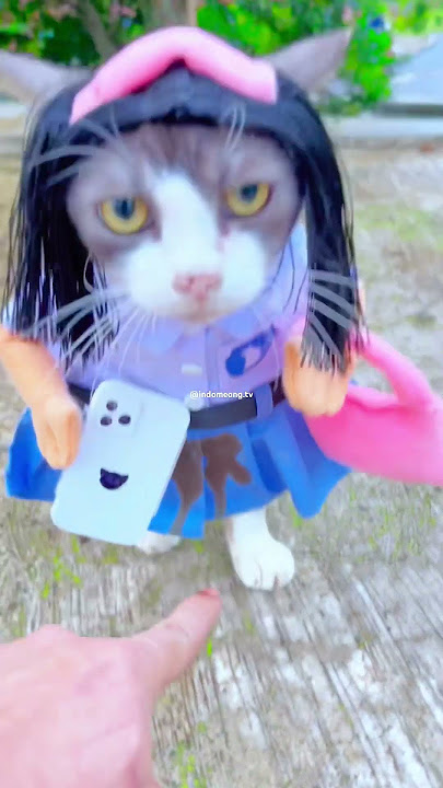 KUCING ZESIKA PULANG SEKOLAH DI ANTAR OM CABE🌶️ #cats #kucinglucu #kucing #videolucu
