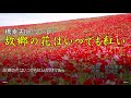 橋幸夫/♬故郷の花はいつでも紅い カラオケBm 譜面付