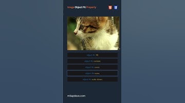 Mastering Image Display with CSS A Guide to Object Fit Property