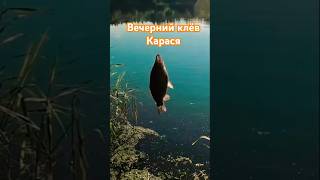 #рыба #карасьнаудочку #рыбалка #клюет #леснаясказка #2025 #fishing #fish #