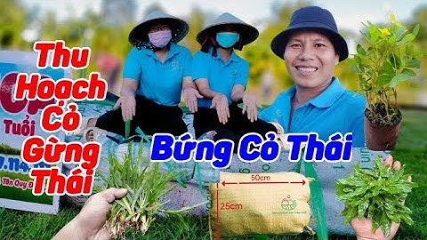 Siêu Thị Cây Cảnh | Bứng Cỏ Lá Gừng Thái | Anh Hoa - Làng Hoa Trăm Tuổi (Vlog 93)