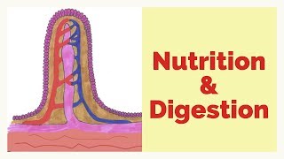 Human Nutrition-The Digestive System-More Exam Focused-IRELAND