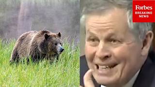 'They're No Longer Endangered': Daines Calls To Delist Grizzly Bears From Endangered Species List