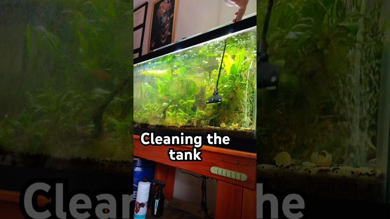 Cleaning the tank…bye bye algae! #plantedtanks