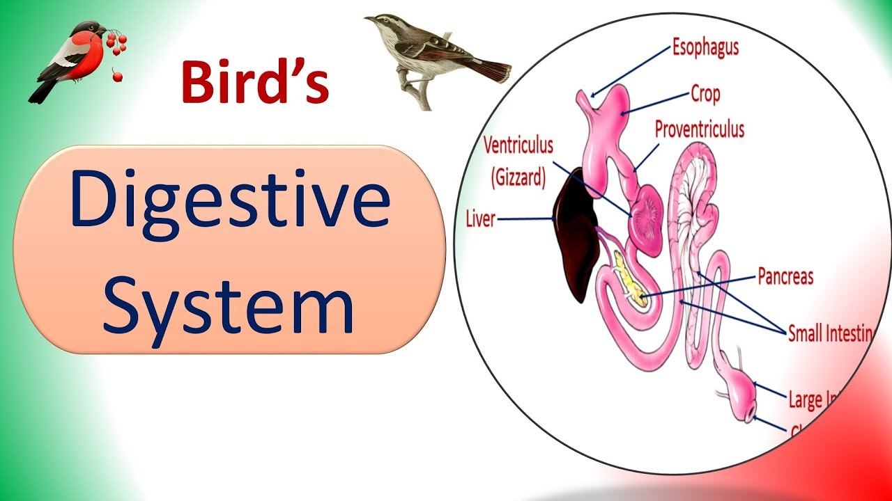 What is the Crop of a Bird?: Crop Anatomy: Avian Digestive System