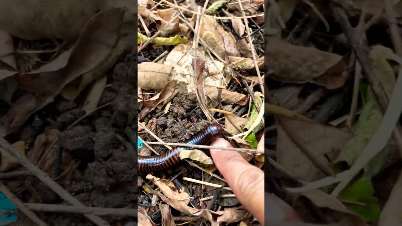 Найдена гигантская многоножка под листьями дерева, ползущая возле пальца 