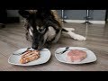 Do Dogs Prefer Cooked or Raw Turkey?