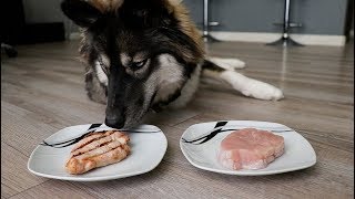 Do Dogs Prefer Cooked or Raw Turkey?