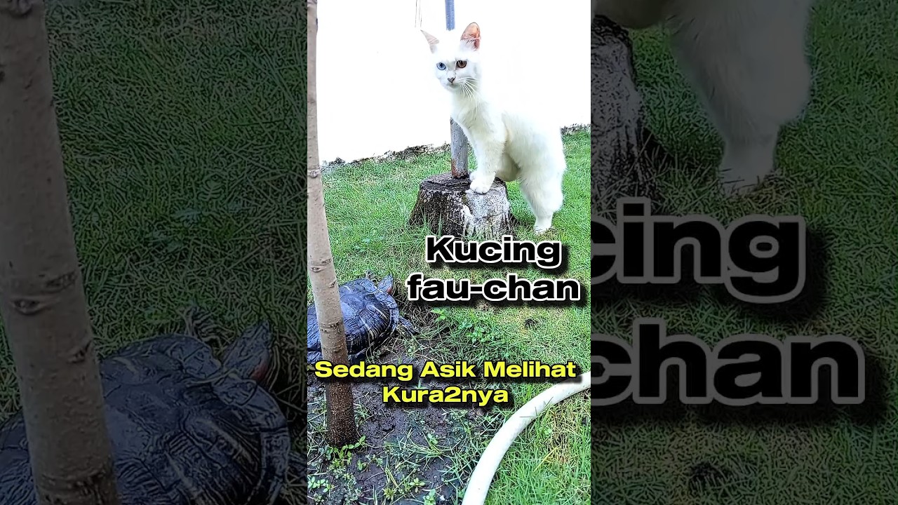Fau-chan Si Kucing Terpesona oleh Kura2nya. 