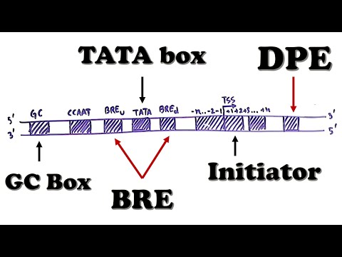 Eukaryotic Transcription - Promoter Structure and Organization (TATA box, Initiator, BRE, MTE, etc.)