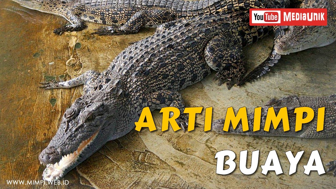 17 Mimpi buaya mati