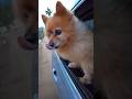 #dog #pomeranian #adventure #mountains #car #road #trip #rider #outdoors #bestfriend #love #animals