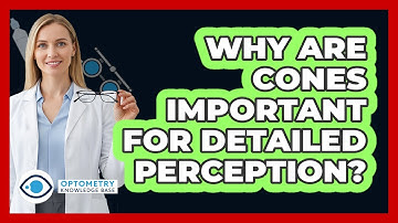 Why Are Cones Important For Detailed Perception?