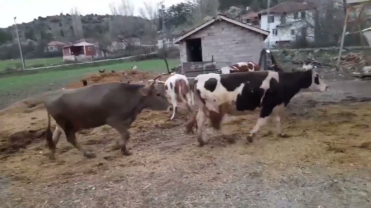 BAHAR GELDİ İNEKLERİMİZİ YAYLIMA ÇIKARDIK || KÖY İŞLERİ 6