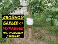 Как избавиться от муравьёв в саду. Дешёвый  способ. Как защитить дерево от муравьёв.  Ловчий пояс