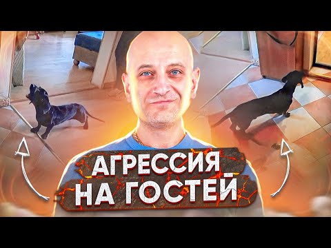 Вопрос: Как отучить собаку лаять на людей?