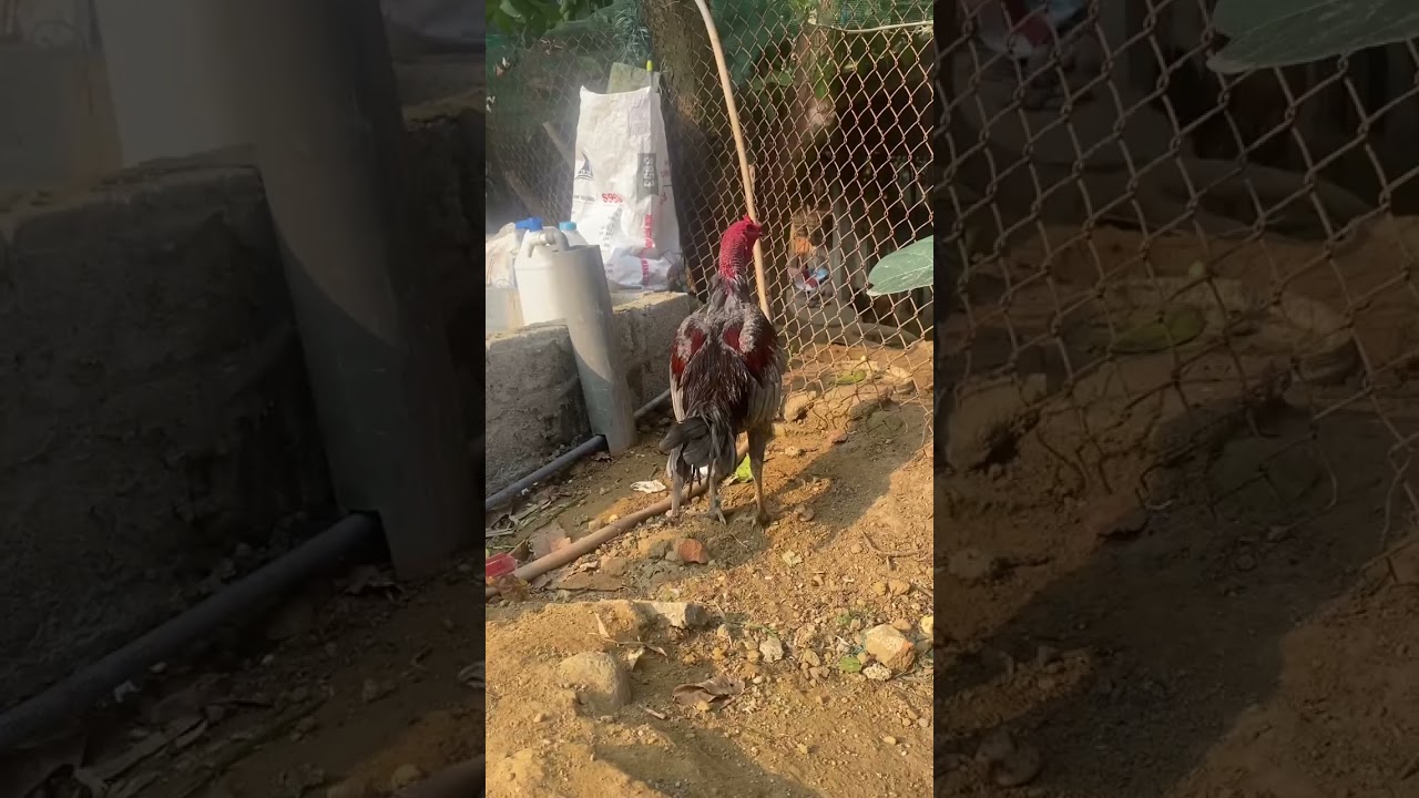 Xám chân xanh cổ to như ống điếu