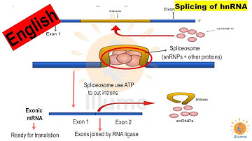 mRNA Processing or Maturation after Transcription (English) | RNA Splicing | hnRNA