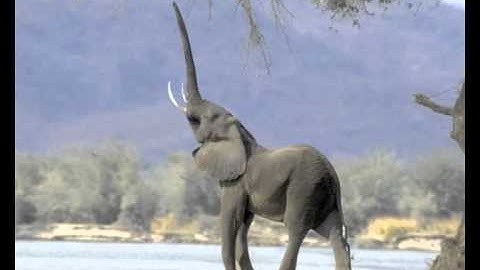 After effects elephant