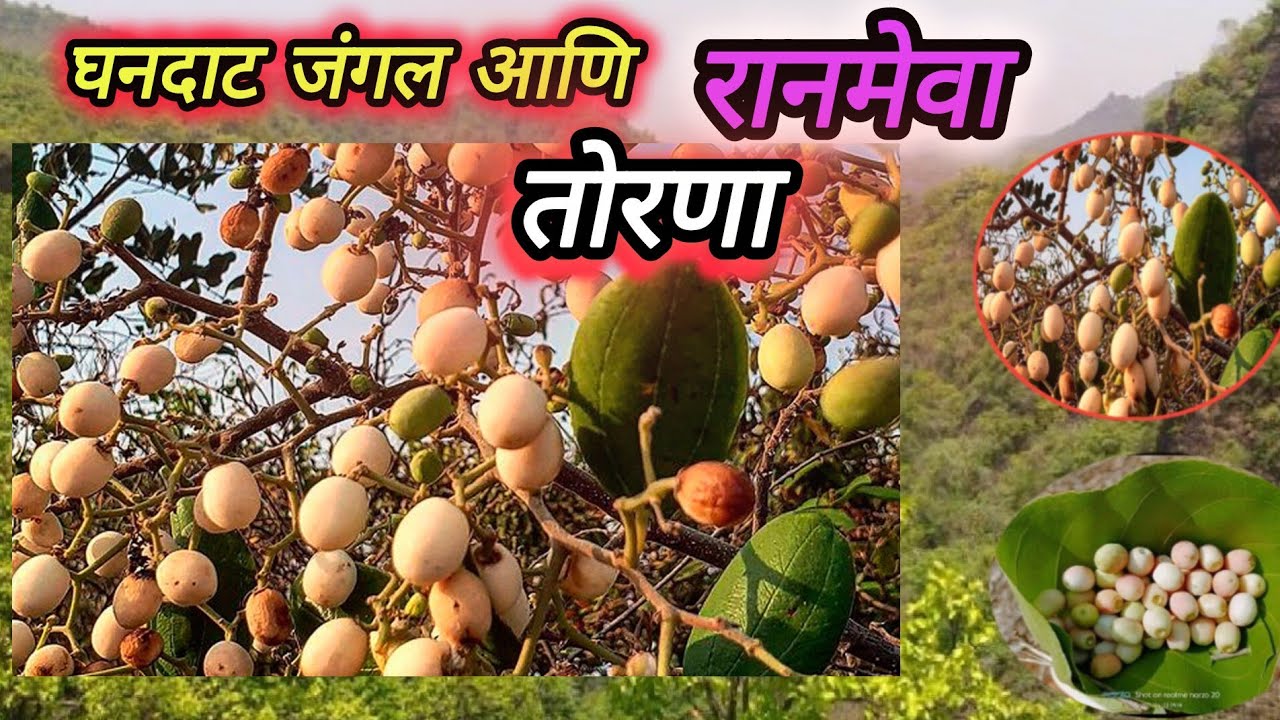 एकदम चविष्ट रानमेवा तोरणा! Ranmeva Torana! Forest fruit#vairalvideo ...