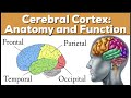 Lobes of the brain cerebrum anatomy and function cerebral cortex